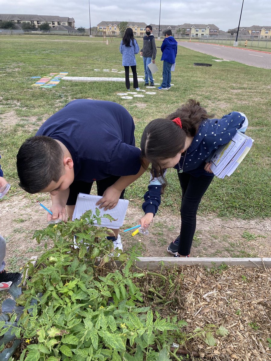 MichelleFox956's tweet image. 5th grade students observed living and non-living organisms and made connections to their interaction with one another. Essential Questions were aligned to TEK! #InstructionalCore #TaskAlignedToTek #sciencerocks #IBschool