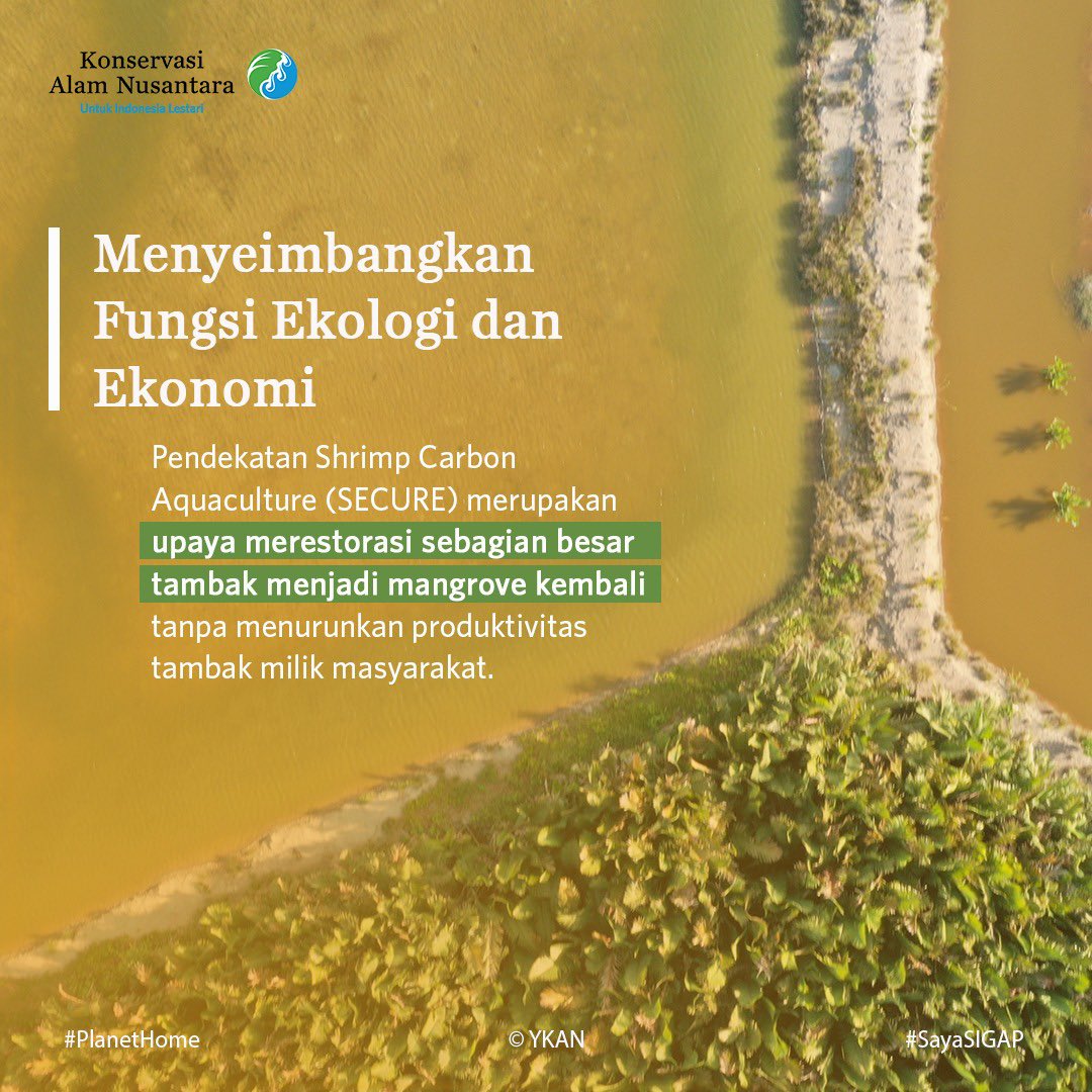 ykan_id's tweet photo. SECURE menjadi salah satu solusi dari YKAN untuk menyeimbangkan fungsi ekologi dan ekonomi. Produktivitas udang terjaga, mangrove terlindungi, emisi karbon berkurang, kawasan pesisir juga terlindung dari dampak bencana alam. Ikuti seri #JejakBumi!
#YKAN
#PlanetHome
#SayaSIGAP https://t.co/ZSY7GMh6pg