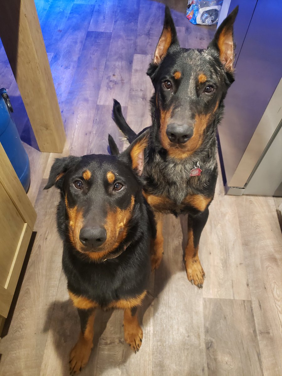 LithiumMoon_'s tweet photo. Meet the newest member!  Meet Schroedinger! A Black &amp; Tan Beauceron. She is 6 months younger than Soulvin. (The harlequin Beauceron) 
-Mira was asleep on her bed in other room. https://t.co/eehx3ns40N