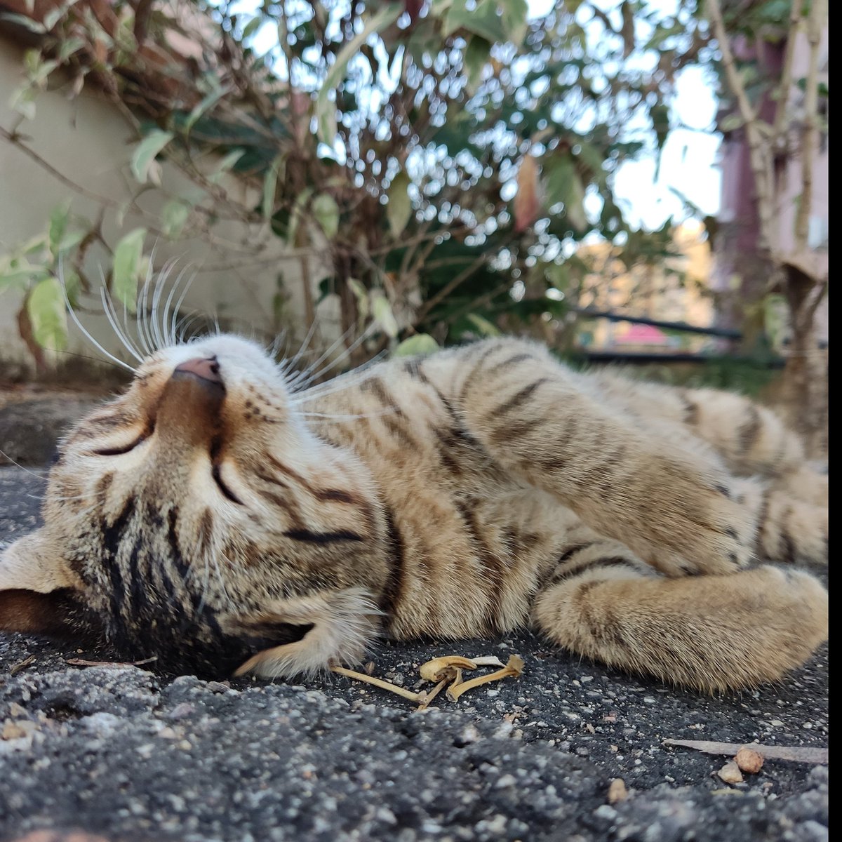 Manisha_swain07's tweet photo. Cats of #bbmch make us realise that their days are far better than ours😂
#Medtwitter https://t.co/8b531BMOSZ