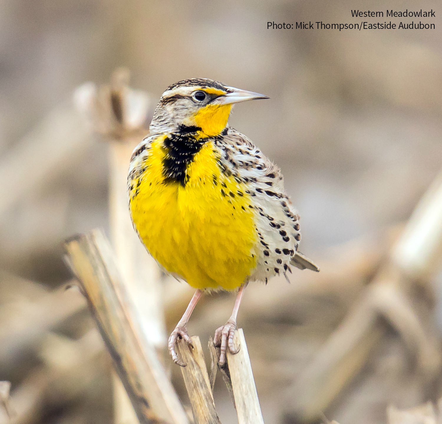 @PRNews/Nonprofit PR Finalists / Twitter