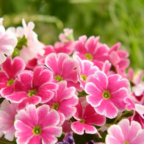 `
🌸かわいいね🌸

         🌼おだやかな日々を🌼