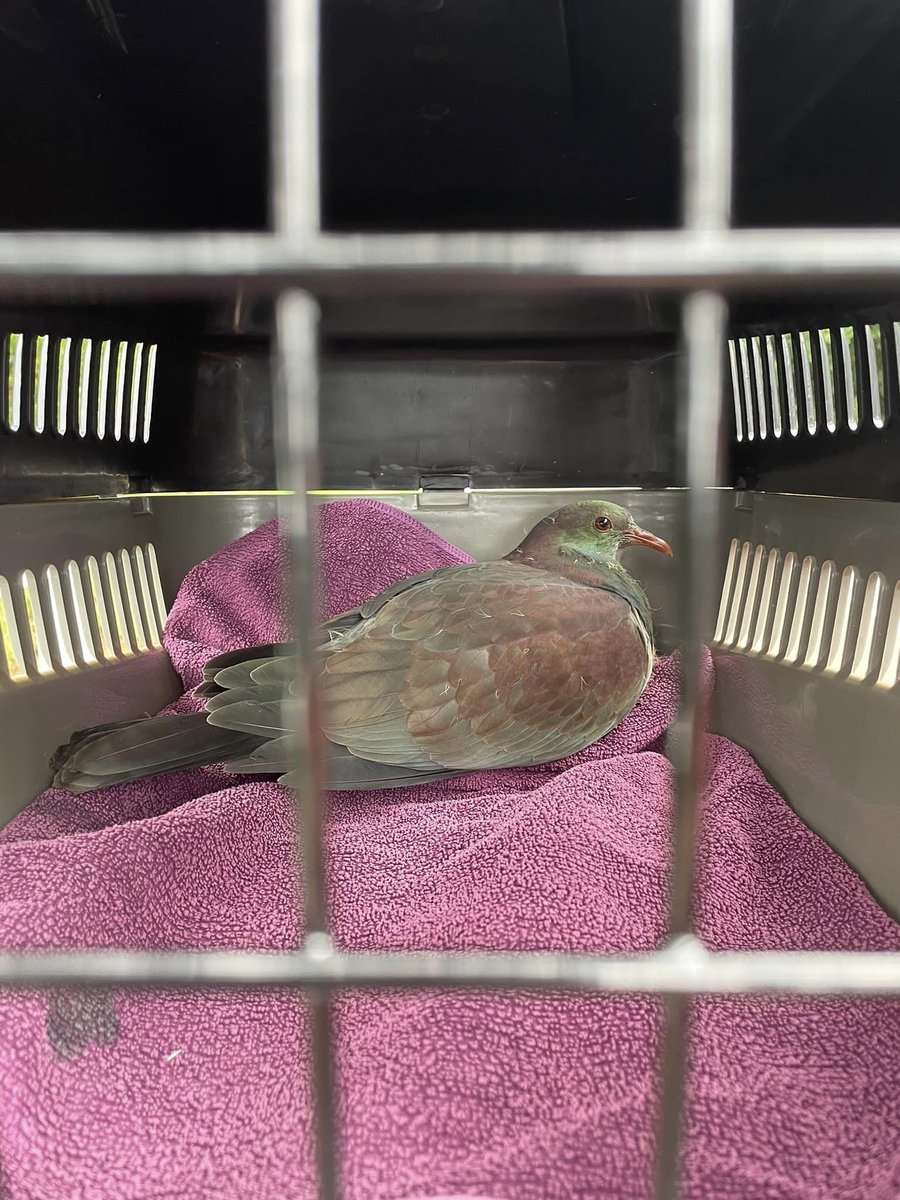KereruDiscovery's tweet image. Rescued this little juvenile kererū that had hit a window in Stokes Valley. I got him into the wonderful team at The Nest Te Kōhanga. Window strike markers would have prevented this little one from injury in the first place. #featherfriendly #birdsafewindows