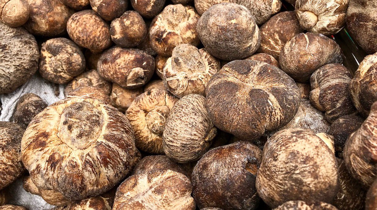 sinsterromantic's tweet image. Kalahari Truffles.
Compared to the more popular white or black truffles, they have a more mild flavor and scent.
Their cheaper price is based on the fact that they grow in more sandy ground. 
#Metatrees #MetaShrooms @metatrees_ekta @Spore_Wars