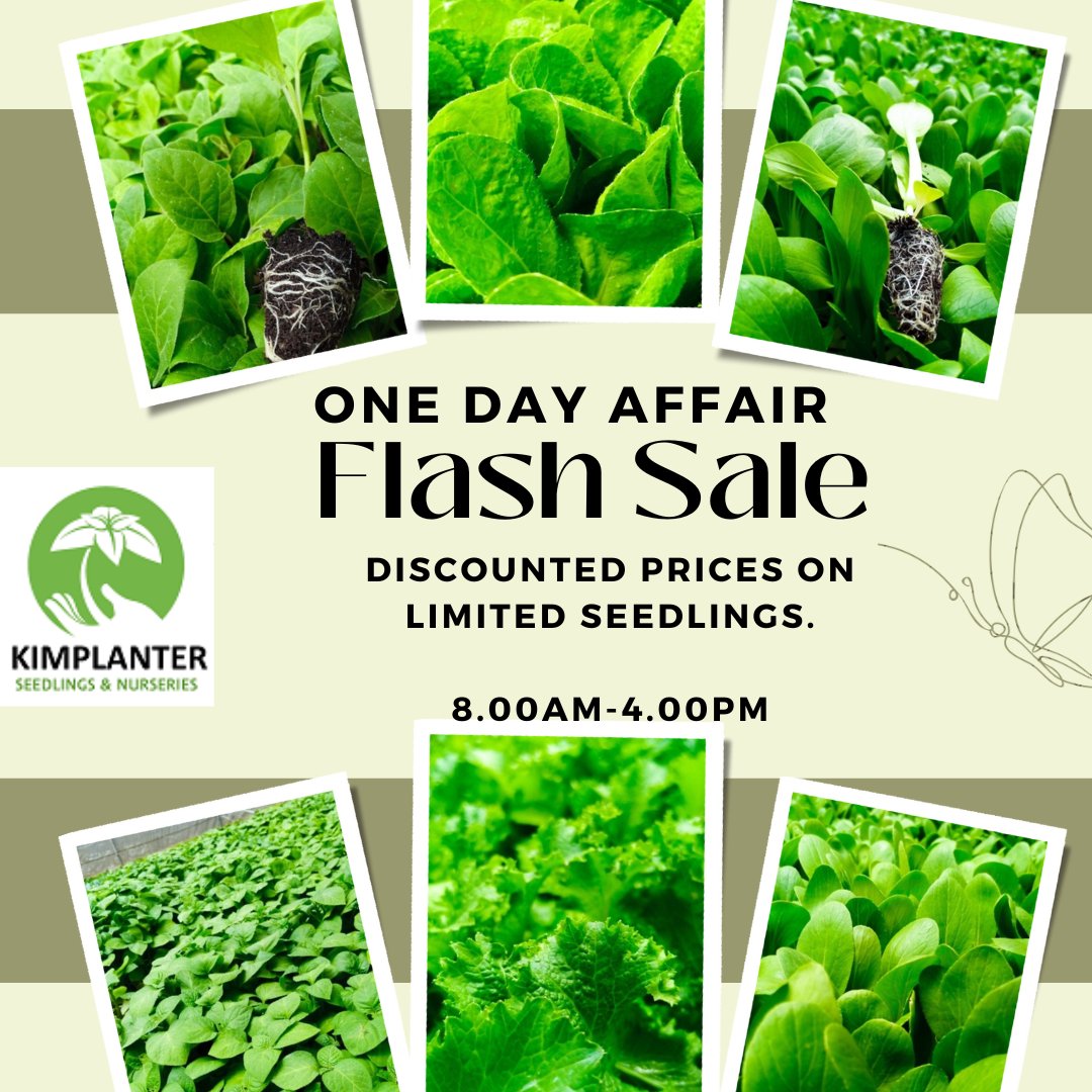 Kimplanter seedlings tweet media