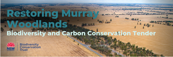 📢 New <a href="/BCT_NSW/">BCT NSW</a> conservation tender to restore threatened woodlands (Box Gum Grassy Woodlands, Inland Grey Box Woodlands and Sandhill Pine Woodlands) in the Murray region will be available soon.

More info:
🌐 bct.nsw.gov.au/current-conser…
📞  1300 992 688
📨  info@bct.nsw.gov.au