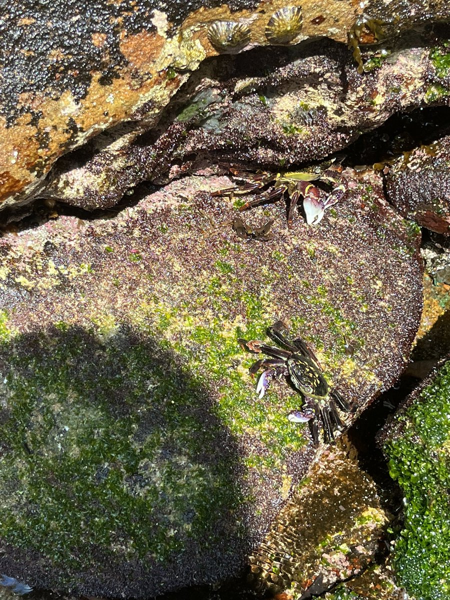 dailyoptimisim's tweet photo. Appreciating the marine environment at Gordon’s bay. You can see this crabs ability to camouflage with the sea moss and rocks along the coast. Super cool! https://t.co/Xxllxt7KEe