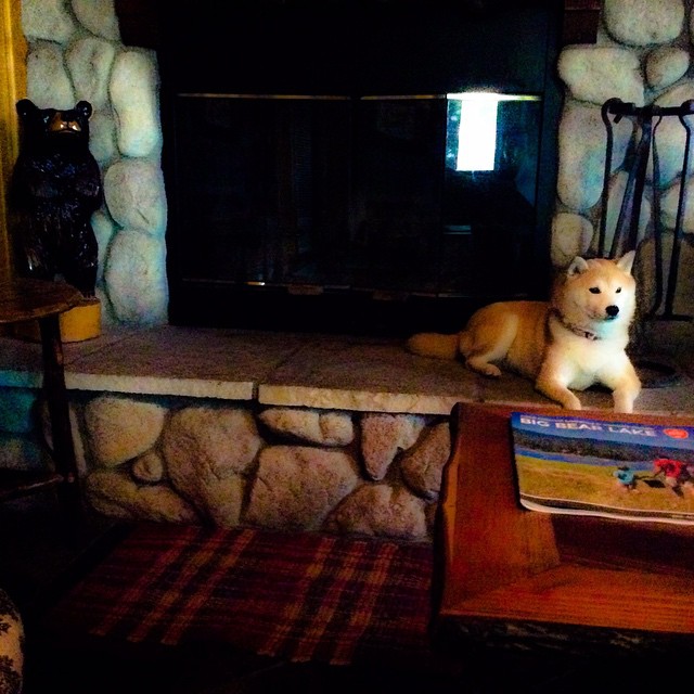 HourShiba's tweet photo. Shiba lovers🥰😍🥰

#shibainu #ShibainuFinance #shibainucoin #shibaloves #usa https://t.co/jL5kHJAkYc