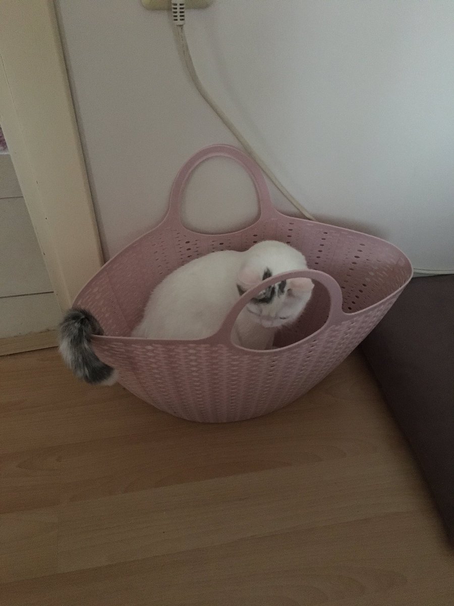 Kedim Mikmik hanım, her nöbet çıkışı beni kapıda karşılayıp onu sallamam için koşarak sepetine atlıyor 🫶🏻
(sallama operasyonundan sonra birlikte mırıldanmalı bir uyku çekiyoruz 🤟🏻)