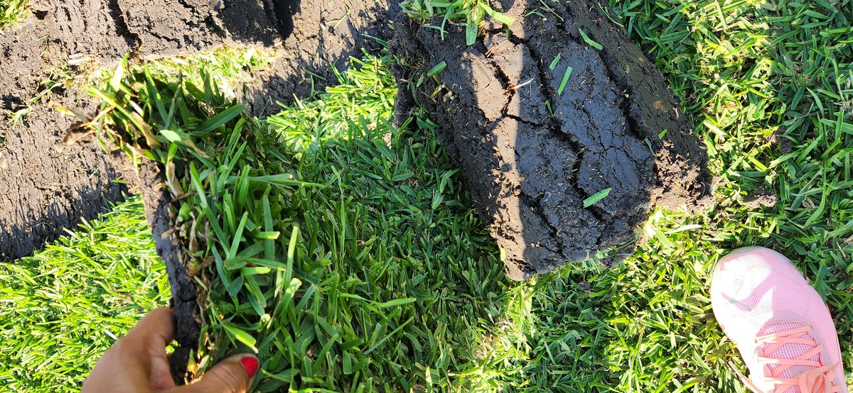 FlorVivero's tweet photo. 🪻VENTA E INSTALACIÓN DE PASTO EN ROLLO.

🎯COTIZACIÓN POR LLAMADA O VÍA WHATSAPP 📲7351023104 Y 📲7351023328 

🚛 COTIZAMOS EL FLETE A SU DOMICILIO. 
🛑PRECIO ESPECIAL A MAYORISTAS ✅️ 

#viverolaflordemorelos #vivero #viveros #césped #pastoenrollo #pastos #jardinería #jardines https://t.co/wbbMrgA01P