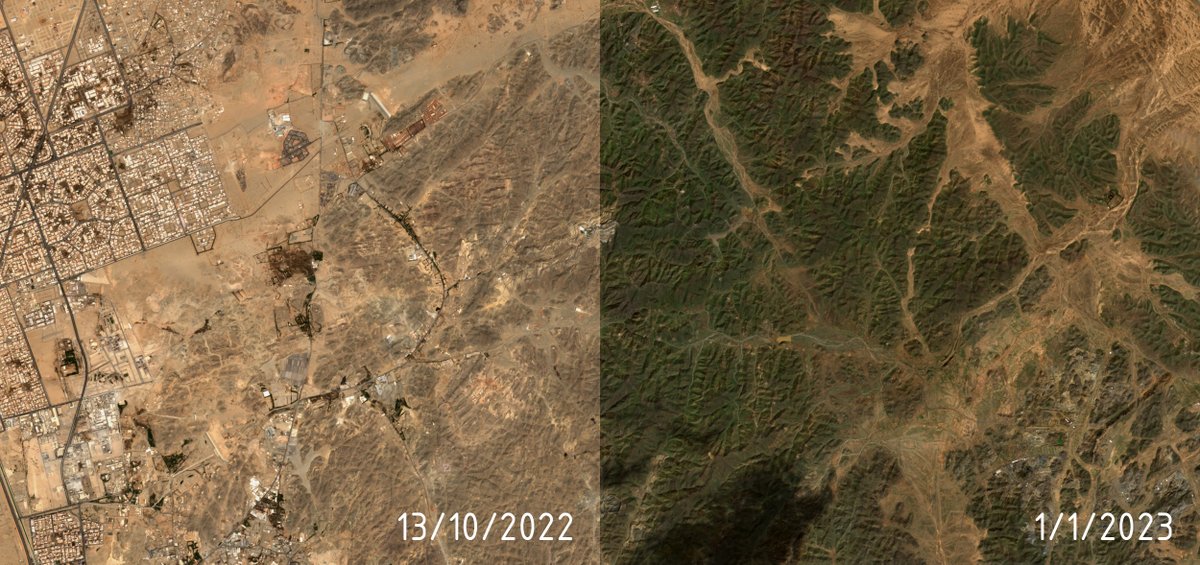 Freelan2English's tweet photo. صور من القمر الصناعي الأوروبي Sentinel-2A للجبال شرق مدينة جدة قبل وبعد الأمطار هذا الموسم تظهر انتشار الغطاء النباتي:
1/1/2023      13/10/2022 

#جدة
#جدة_الأن https://t.co/Sd512SMRod