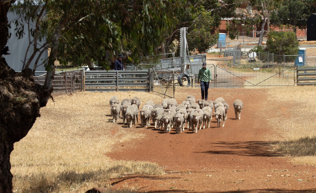 Muresk Institute tweet media