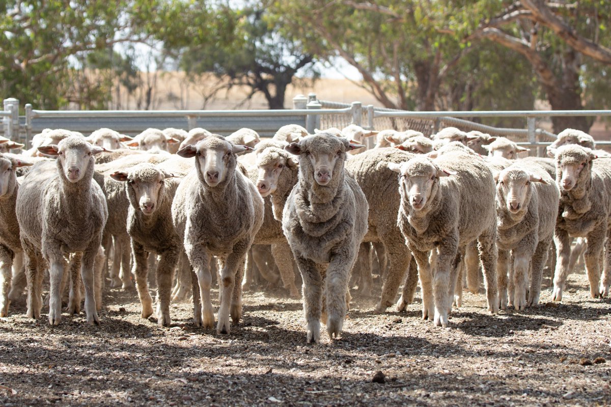 Muresk Institute tweet media