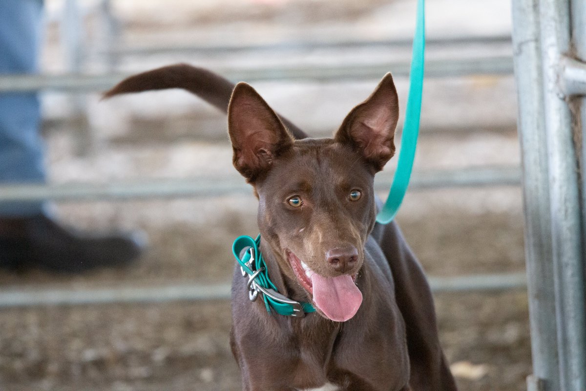 Muresk Institute tweet media