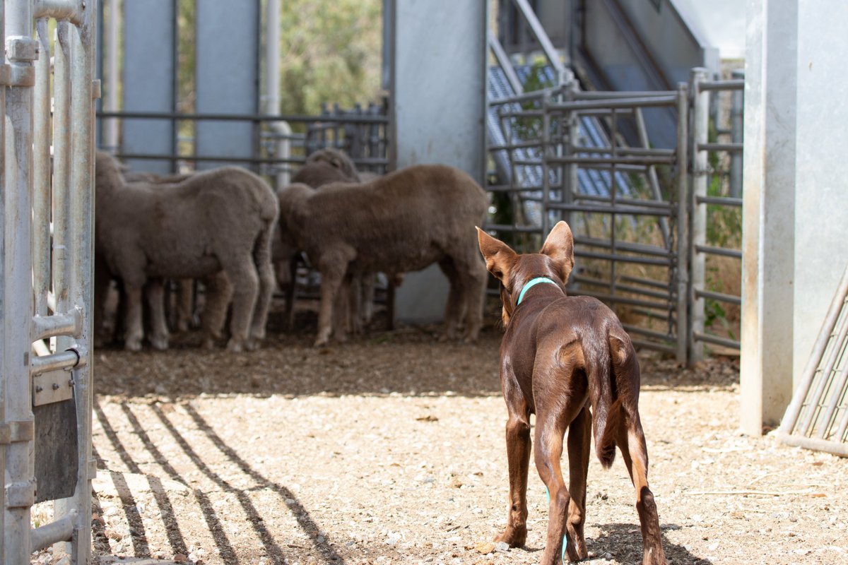 Muresk Institute tweet media