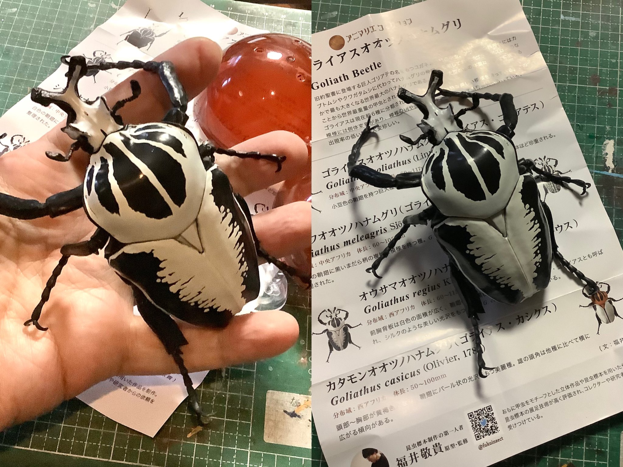 甲虫 標本 ゴライアスオオサマオオツノハナムグリ - 虫類用品 甲虫 標本 ゴライアスオオサマオオツノハナムグリ - 虫類用品