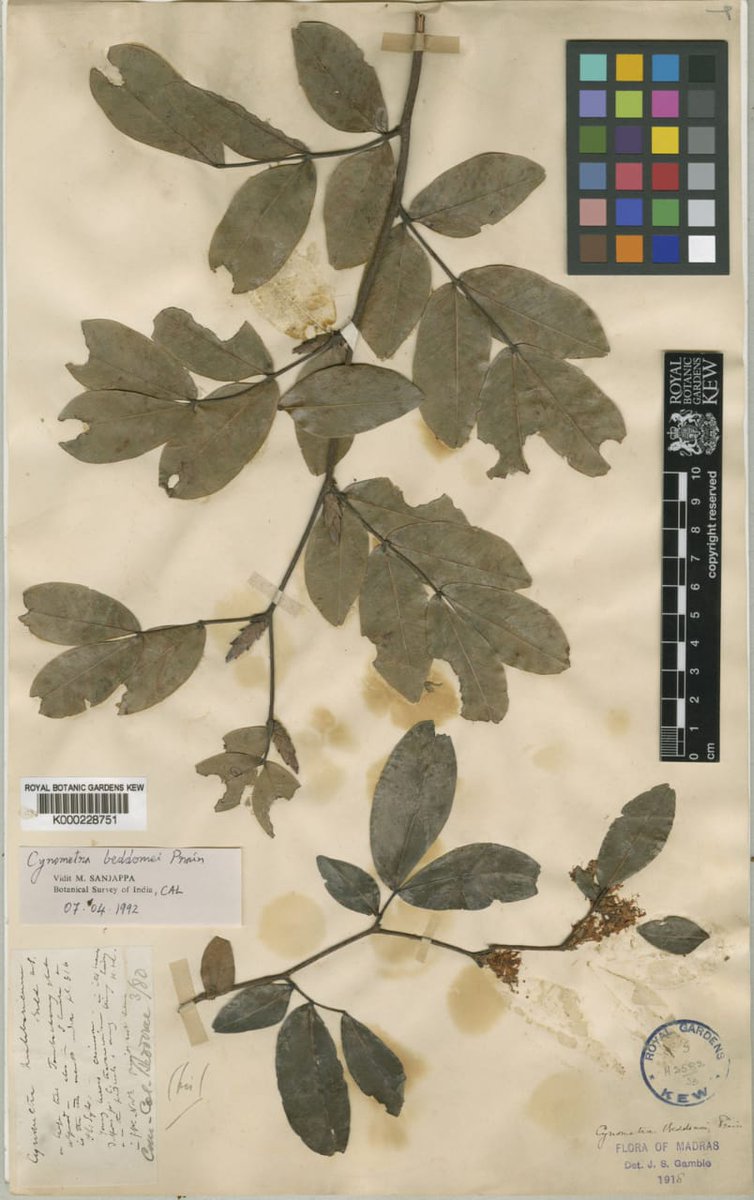 Anil Kumar (@anilmaruthoor) on Twitter photo A possibly “extinct tree” Cynometra beddomei rescued by <a href="/mssrf/">MSSRF</a> is now in full bloom @MSSBG, thanks to <a href="/tatatrusts/">Tata Trusts</a> for the support to <a href="/mssrf/">MSSRF</a> 80 RET species recovery project that launched to mark the 80th birth year <a href="/msswaminathan/">M S Swaminathan</a>
gbif.org/tools/zoom/sim… A possibly “extinct tree” Cynometra beddomei rescued by <a href="/mssrf/">MSSRF</a> is now in full bloom @MSSBG, thanks to <a href="/tatatrusts/">Tata Trusts</a> for the support to <a href="/mssrf/">MSSRF</a> 80 RET species recovery project that launched to mark the 80th birth year <a href="/msswaminathan/">M S Swaminathan</a>
gbif.org/tools/zoom/sim…