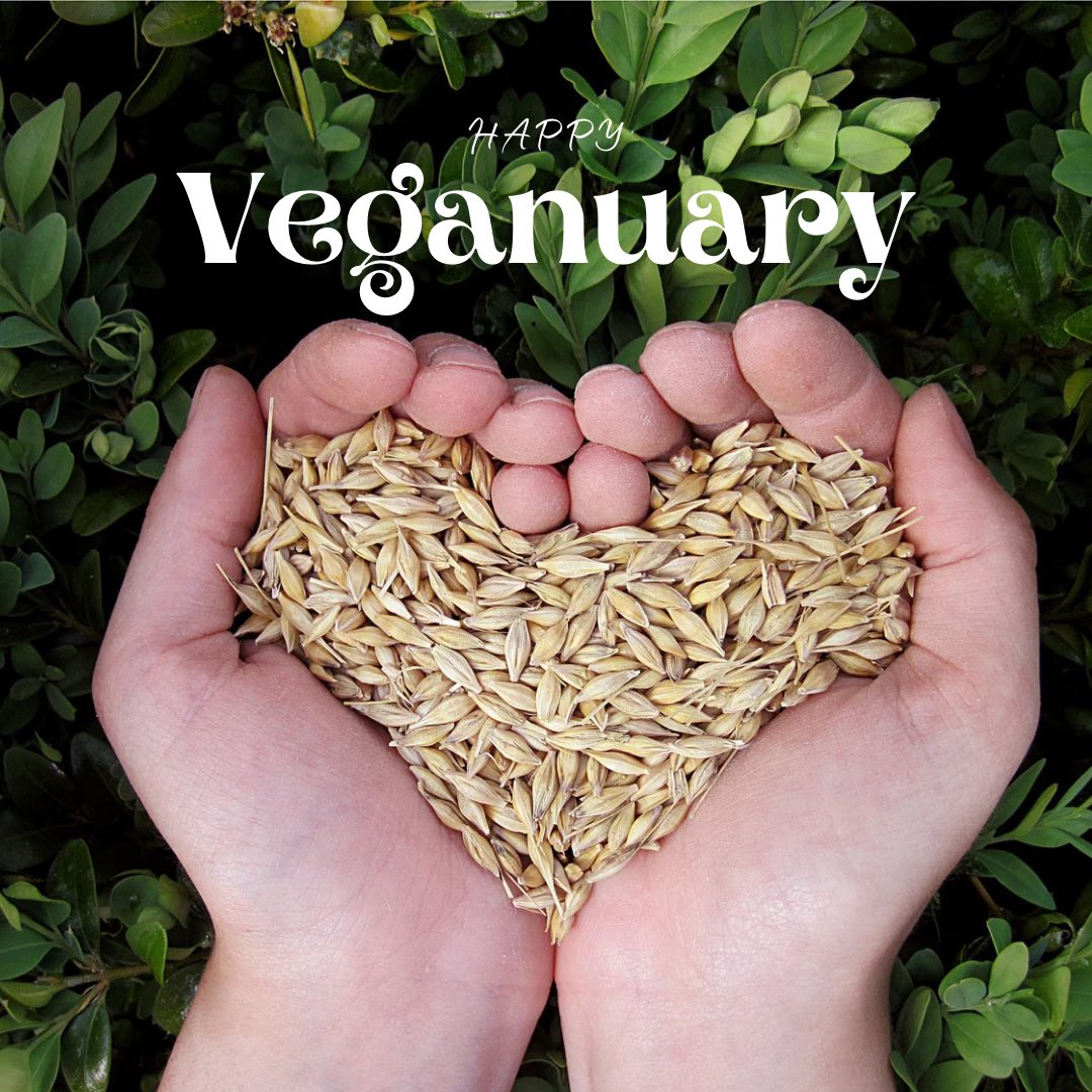 flapjackheaven's tweet photo. VeGaNuArY 

Did you know we manufacture Vegan Flapjacks?!

Available in 4 flavours: 

Oaty
Strawberry Jam
Sultana &amp; Cherry
Chocolate Flavour Chip

What’s more to love? 💛
.
.

#veganuary #vegan #flapjacks #oats #strawberry #sultana #cherry #chocolateflavour #baking #manufacturer https://t.co/tLKXm8M6RG