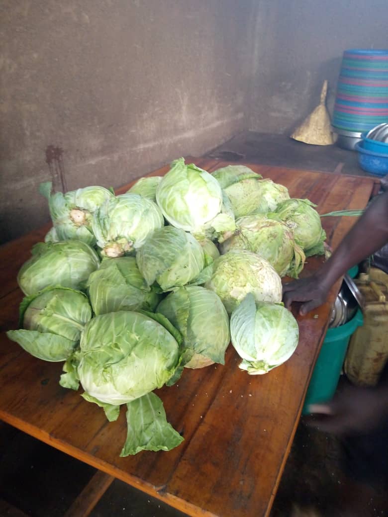 Just In:Kudos to Ecole Secondaire Ruramira students in @SectorRuramira of @KayonzaDistrict who harvested 40 Kgs of Cabbage from the school garden under the @36Tesf school feeding program to foster providing a balanced diet @BoscoNyemazi @EKGasana @BristolUni @jhaganza @GER_Global