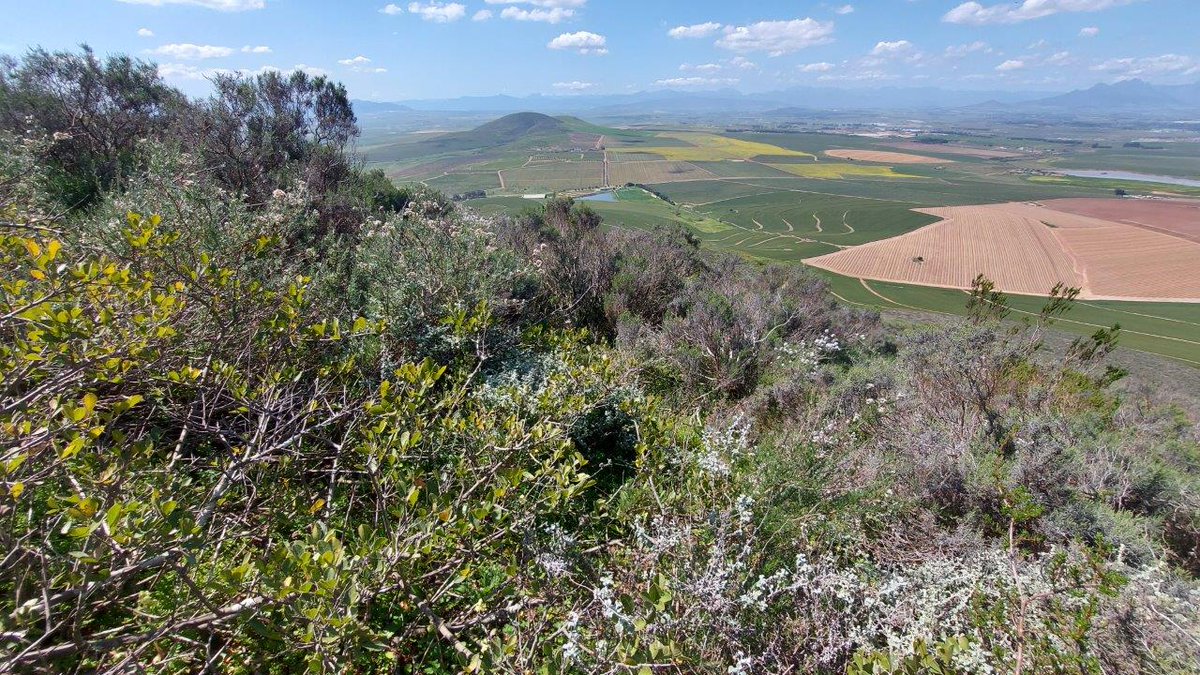 Situated on the cool slopes of the Dorstberg with Table Mountain as a backdrop, Diemersdal provides the perfect setting for the production of unique, complex wines. 

Read more about us: bit.ly/3F03YU9 
#DrinkDiemersdal