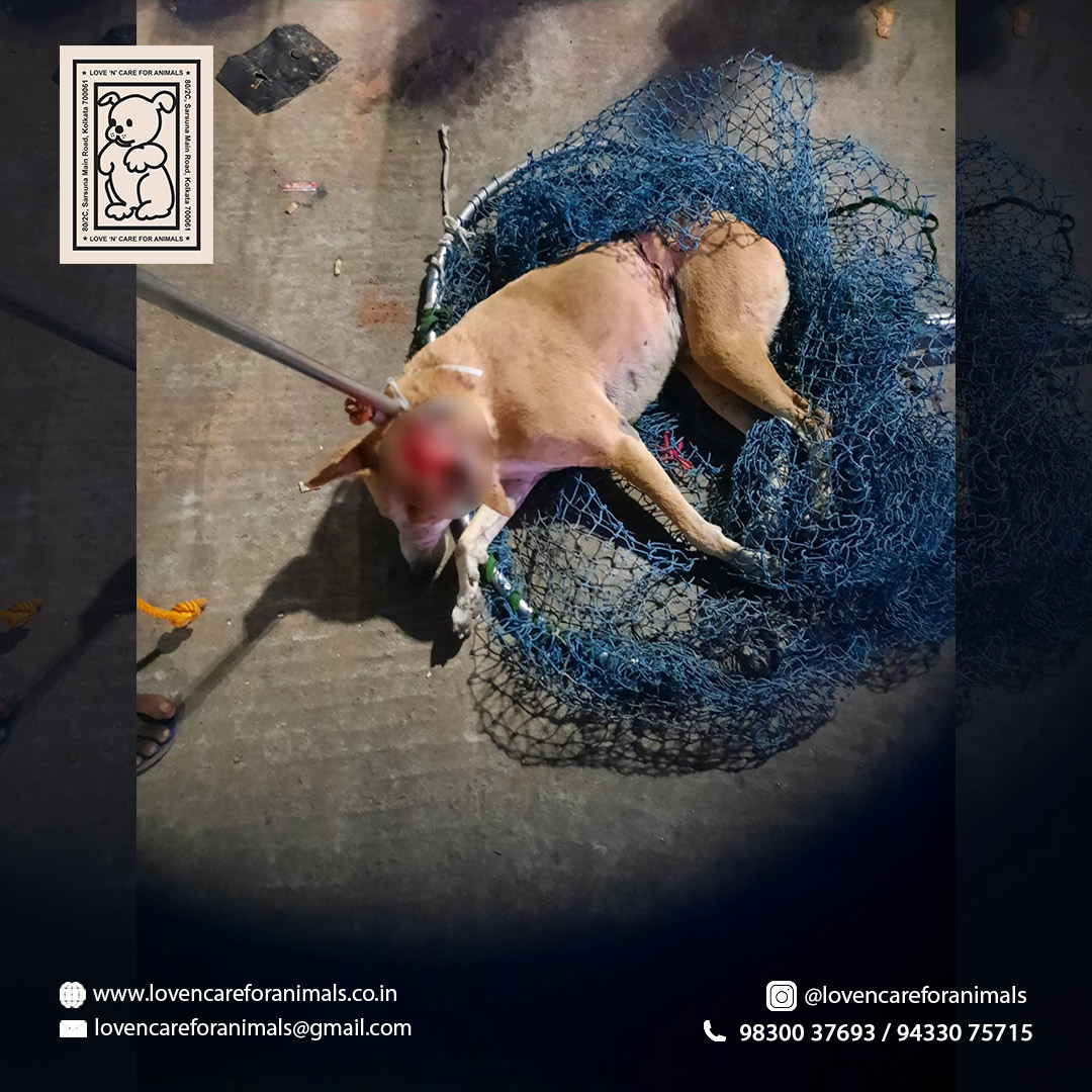 Love N Care For Animals (@LOVENCAREANIMAL) / Twitter Love N Care For Animals (@LOVENCAREANIMAL) / Twitter