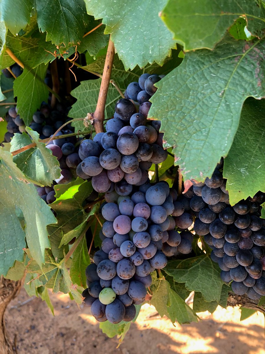 Harvest is around the corner. Here’s a peek at our new vintage.
#Diemersdal #DrinkDiemersdal
