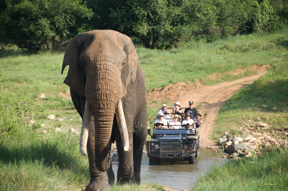 Big 5 safari at Karongwe - up close with the big 5 
📸: Field Guide Sondy Mothole