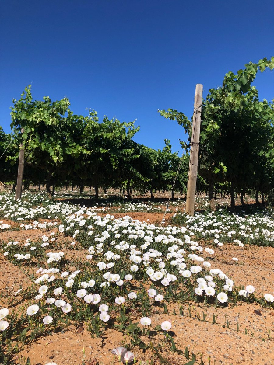 Do our pictures pique your interest? Pay us a visit to see the vines for yourself! #Diemersdal #DrinkDiemersdal