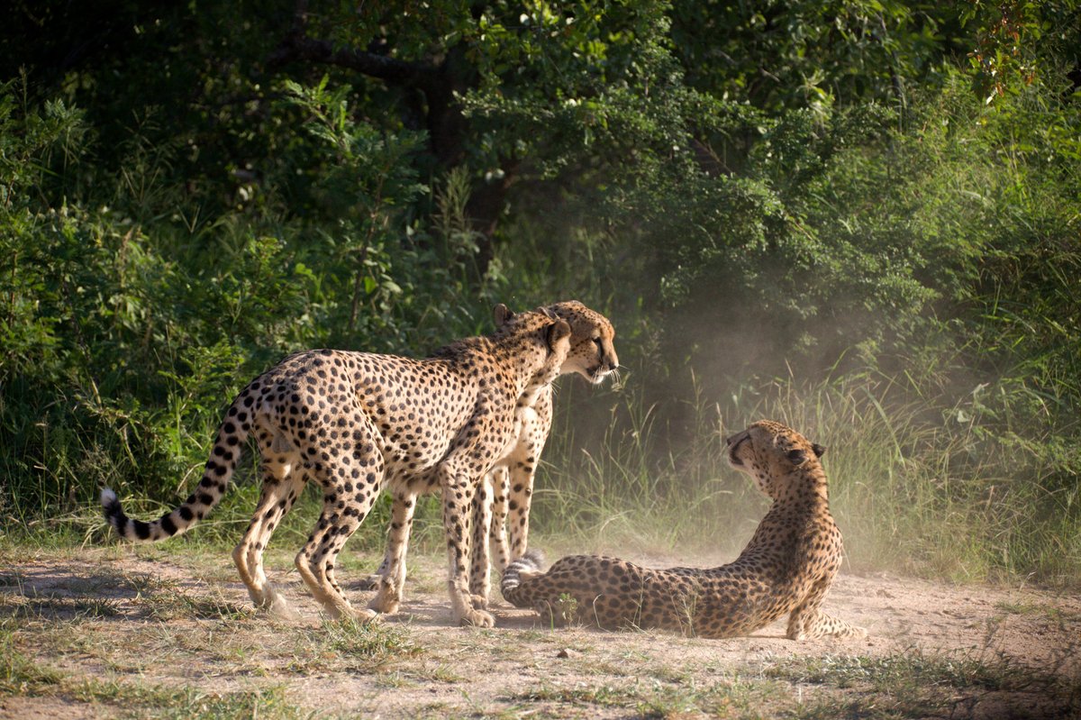 Being on foot with wild cheetah is one of the highlights of a visit to Karongwe
📸: Field Guide Sondy Mothole