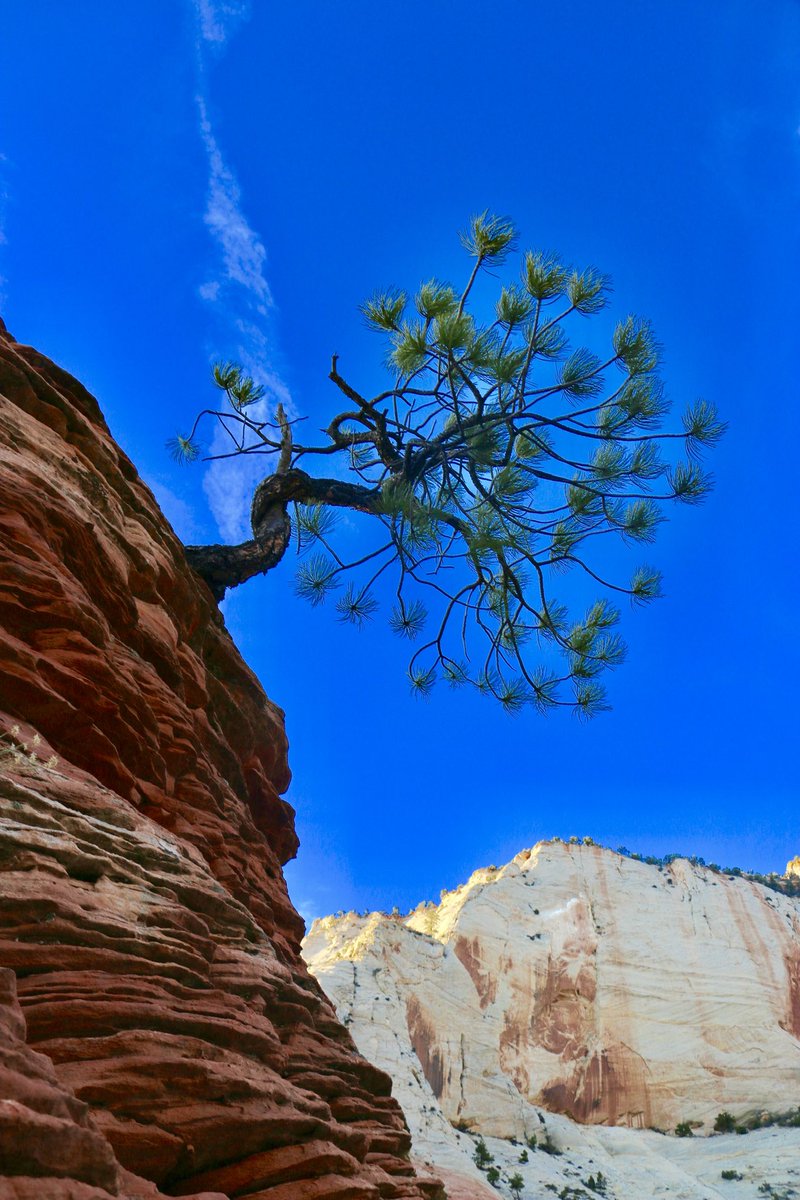 mlanos's tweet photo. @NatlParkService @ZionNPS The skier -,Zion https://t.co/Pimyr5x19i