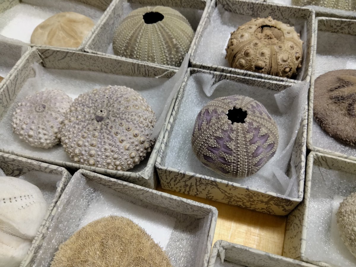 mark_carnall's tweet photo. Today's #MuseumBasedResearch visitor with me @morethanadodo is photographing echinoderms. https://t.co/9M5K3BuXsR