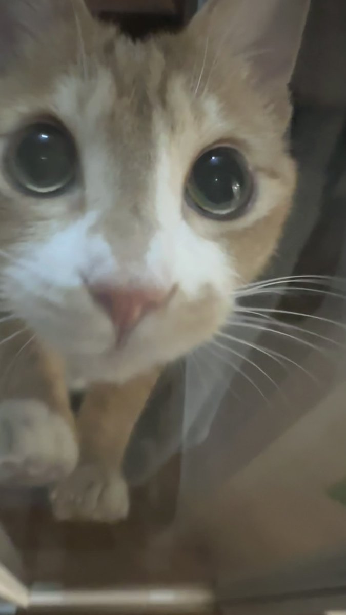 momococothotho's tweet photo. 알겠어 올라갈게... https://t.co/mc4irnLcXi