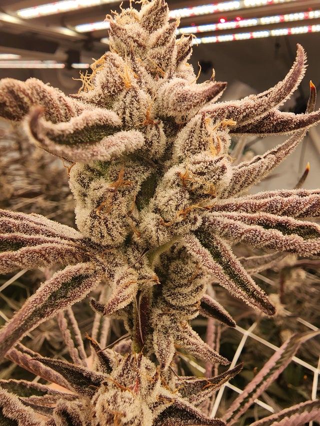 Posted by
u/Yong710
chimera 3 ready to chop🙏