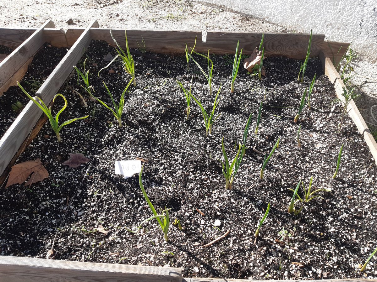 CEIPNEJAPA's tweet image. Hemos descubierto que han brotado con fuerza los ajos de #LaMancha que plantamos en noviembre. Y los Reyes nos han traído una #Compostera para preparar nuestro propio #AbonoEcológico y nutrir los puntos verdes del cole.#EcoEscuelas #EscuelaPública #TresCantos #EducaciónEspecial