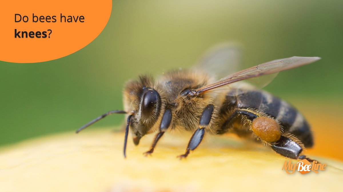 If you have ever inspected a #bee up close, you could see that its leg structure seems quite different from ours. You could notice that their legs are bent in more places than our legs, could that be knees? 🐝 ➡️ bit.ly/3iz1inQ