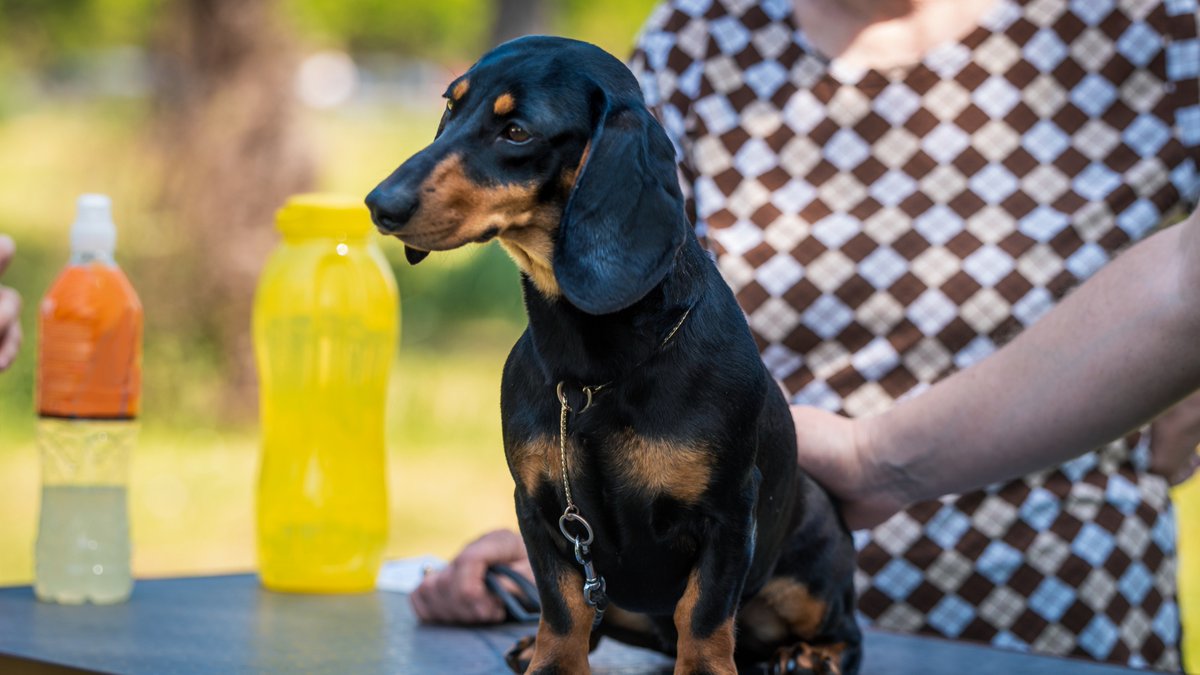 NEW! FAMILY FUN DOG SHOW
13 May | Come join us for our first ever Fun Dog Show Day! Is your furry friend the best in show? Enter your pooch in different categories and enjoy the family entertainment we have on offer. Small charges apply.