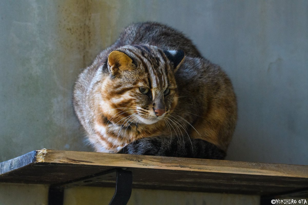 ToRaYaMa_TRYM's tweet photo. チラッ...

#ツシマヤマネコ #猫 #Cat https://t.co/H5nHmglFv9