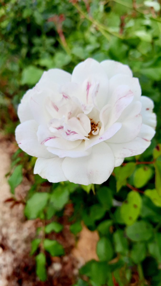 Day 10 #Gratitude January 2023

“The rose is fairest when its budding new, and hope is brightest when it dawns from fears.”

 – Sir Walter Scott

#newyear #gratitude #abundance #newyear #newbeginnings #tenweeks #incredibleyou #coach
