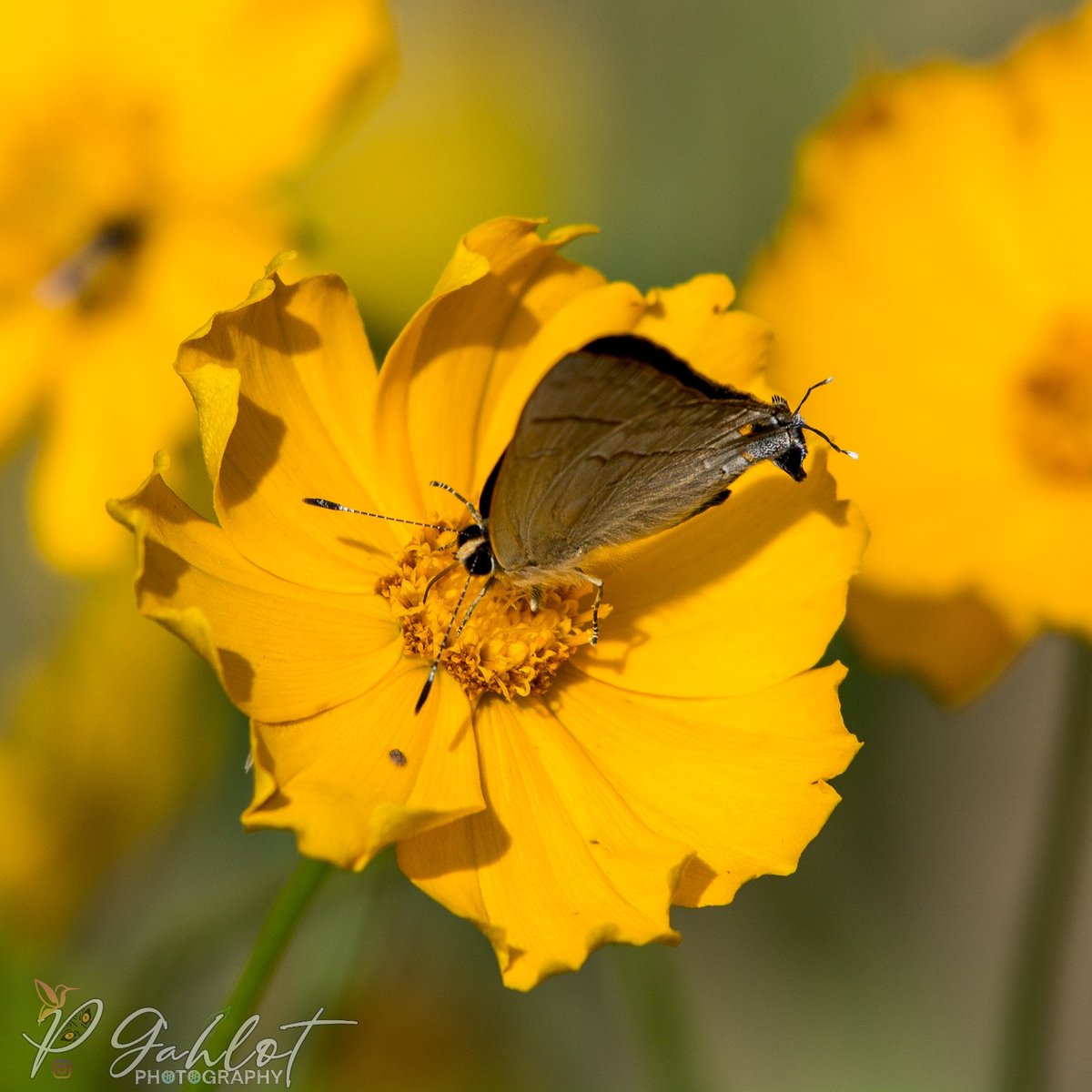 Sorrel Sapphire🦋 

#TitliTuesday by #IndiAves 

#BBCWildlifePOTD #WaytoWild #ThePhotoHour #NaturePhotography  #beautiful #photography #Tuesday #PhotographyIsArt #butterfly #PhotoOfTheDay #tuesdayvibe #ThePhotoMode #butterflies #TwitterNatureCommunity #insects #natgeoindia