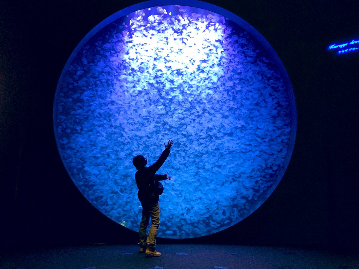 誰かのリツイートかなんかで
ダレカキテって書いてあったから行ってきた
年パス最高
#加茂水族館 #クラゲ #鶴岡市 #山形県