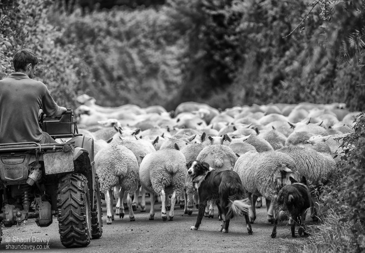 Herding the flock, Luccombe #exmoor #exmoornationalpark #luccombe #sheep #bordercolie #quad #flock #farming #photography #landscapephotography