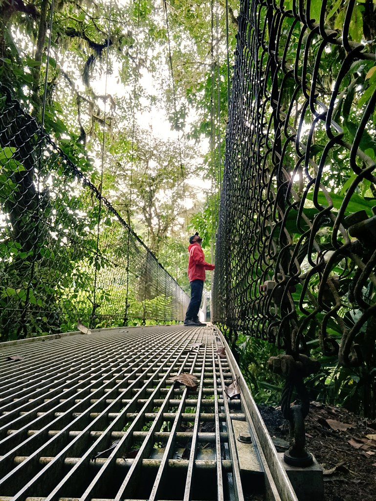 Diegoworld_'s tweet photo. Puentes colgantes en medio del bosque, cerca del volcán Arenal.
.
#10Ene #CostaRica #puentescolgantes #puravida #recorriendocostarica #nature #bosque #Turismo #vacaciones #traveling #Travelers #PictureOfTheDay #SiguemeYTeSigo https://t.co/Dx70nzxPgO