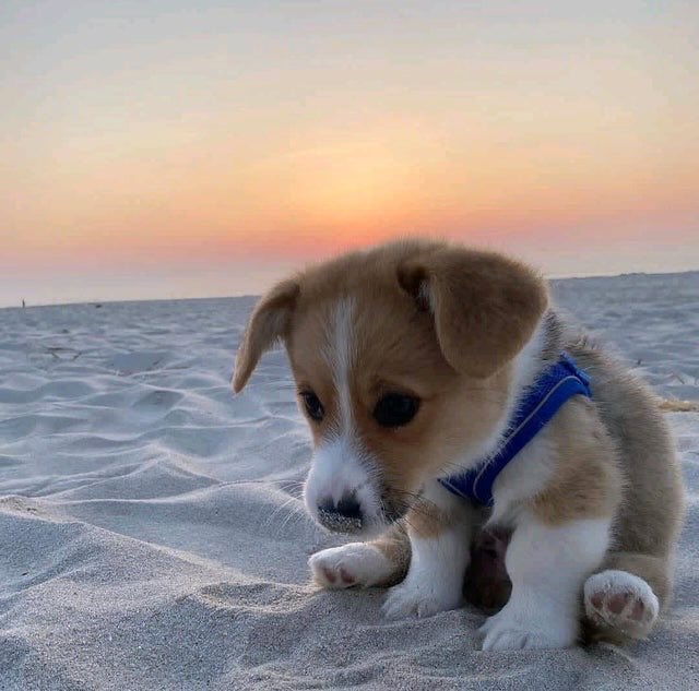 alexandersibert's tweet image. Very cute 🐕🐾 #dogcontent