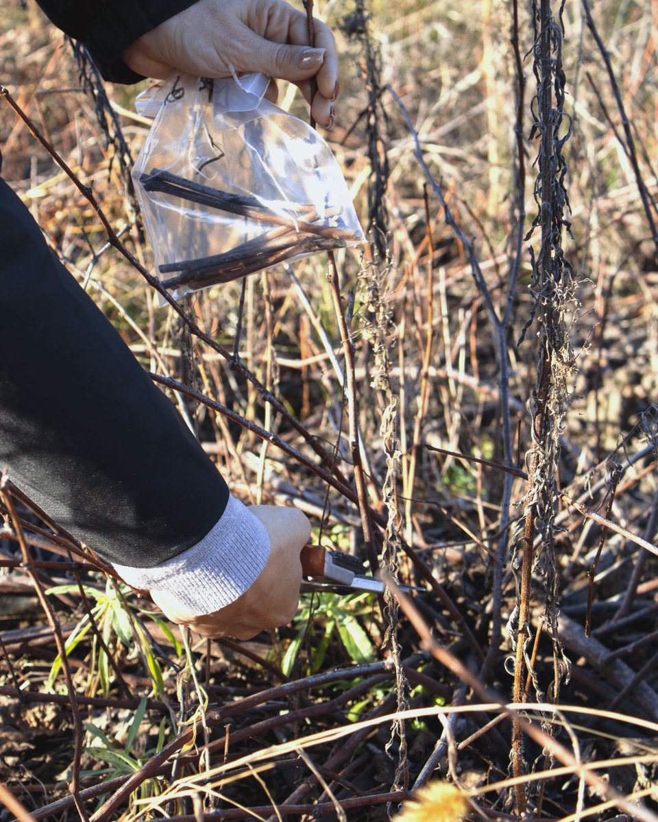 vitipeps's tweet photo. 🧐 FOCUS AUTO-CONTROLE 🔍
Tous les ans, chaque parcelle de vignes-mères Vitipep’s est prospectée pour contrôler la qualité sanitaire des bois et des environnements.
#Vitipeps #pepinieres #agriculture #francais #plantdevigne #pepiniereviticole #artisan #plantation #savoirfaire https://t.co/KIrYR6Y8PE