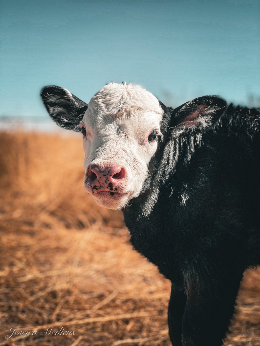 thatloperjessie's tweet image. a little ray of sunshine.