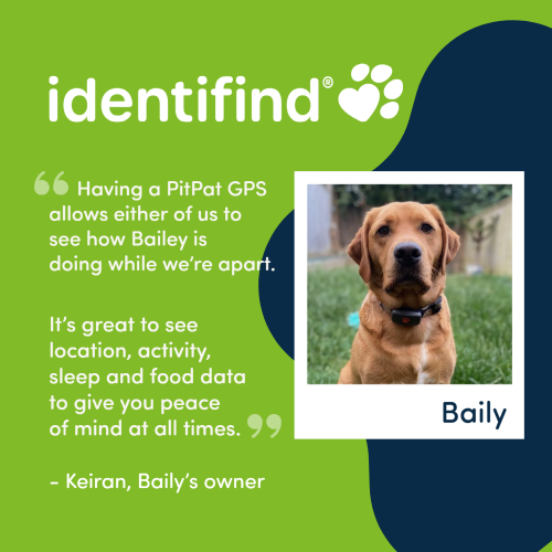 identibase's tweet photo. Partnered with the amazing @PitPatPet, our identifind service includes a discounted #PitPat 2-in-1 #GPS Tracker and #ActivityMonitor - so you can rest with ultimate peace of mind and never worry about losing your dog. Learn more https://t.co/TdQeafErCg https://t.co/ASxZQjua18