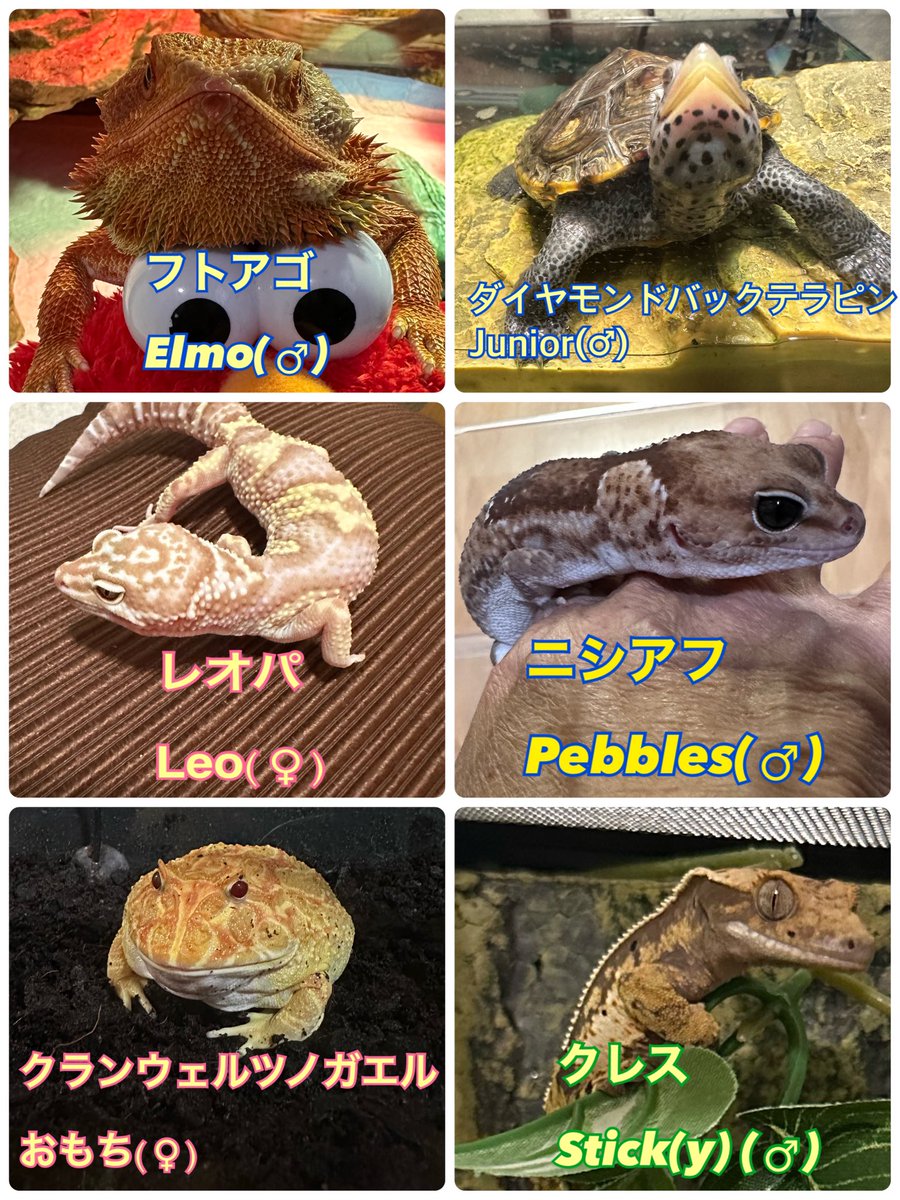 ゆみ tweet media