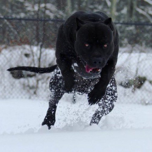 I need this dog. What is he