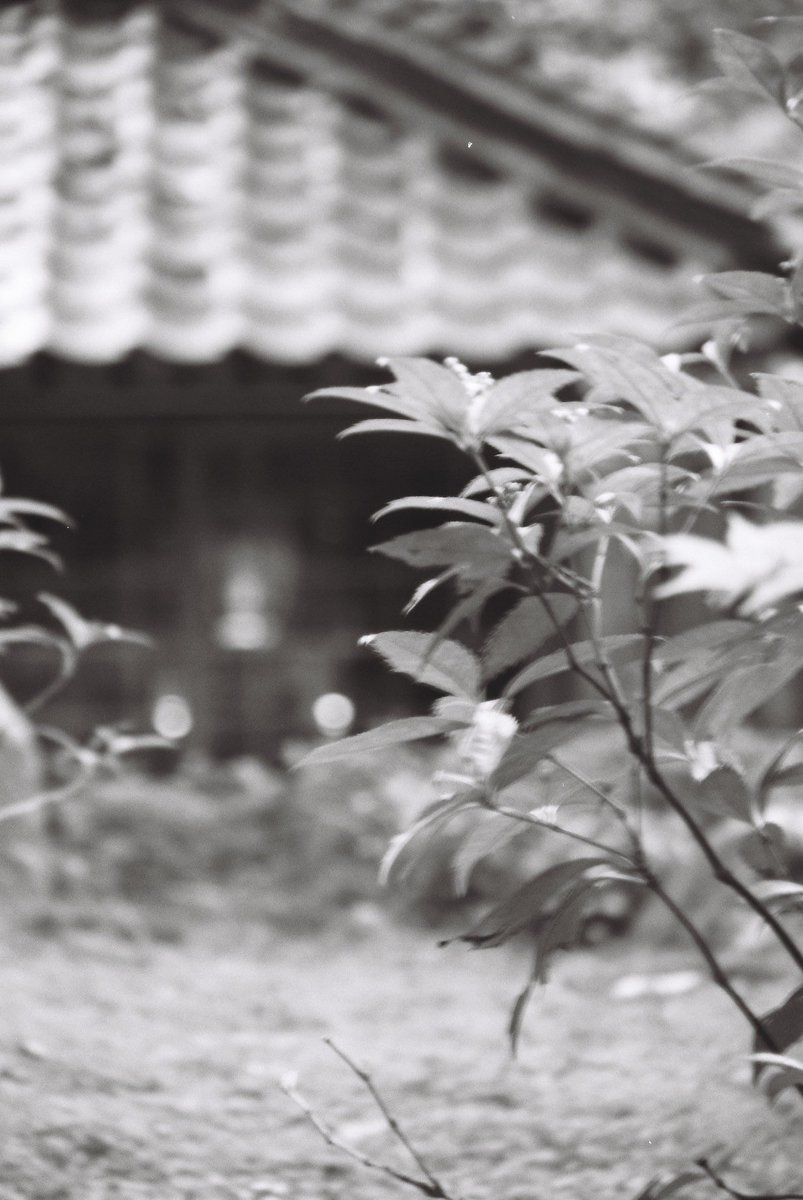 kyoto_suki's tweet photo. 終わります。
在庫僅少
#Olympus #OMPC TAMRON 71A ASPHERICAL 28-200mm F3.5-5.6 #Film #ILFORDDELTA100 #チャンプカメラ #monochrome #blackandwhite https://t.co/mO05qgrLjm
