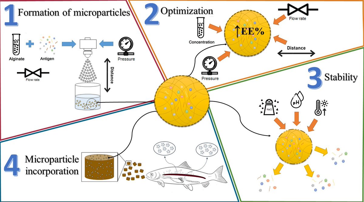 Polymers_MDPI's tweet image. #PaperRecommendation from @Polymers_MDPI
#Microencapsulation of Piscirickettsia salmonis Antigens for Fish Oral Immunization: Optimization and Stability Studies
🖊️Authors: Daniela Sotomayor-Gerding et al.
👉Full paper: mdpi.com/2073-4360/14/2…